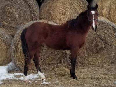 Whiskey Up Peru JW <BR> AQHA X0733025